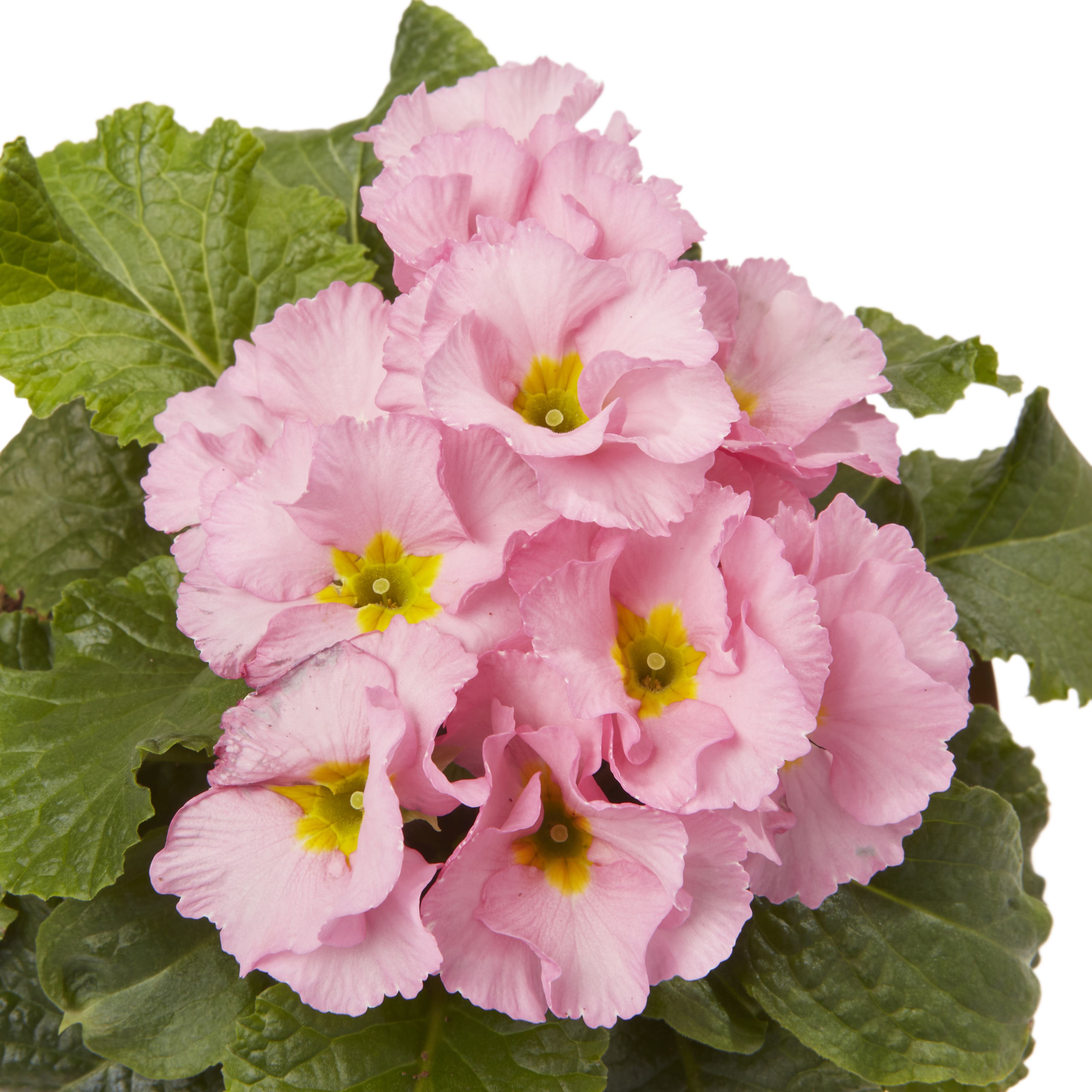 Primrose Primlet Spring Bedding plant 13cm, Pack of 4