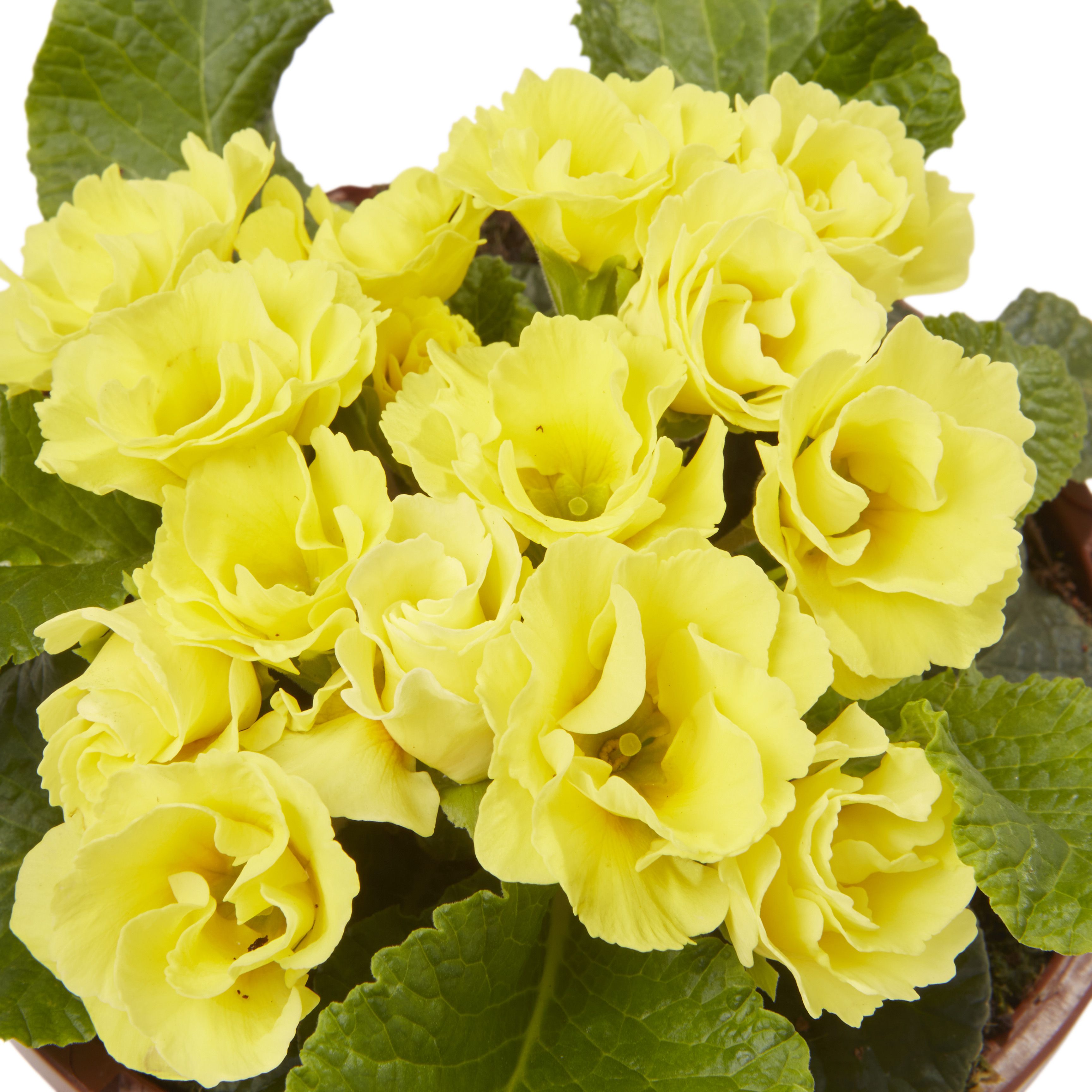 Primrose Primlet Spring Bedding plant 13cm, Pack of 4
