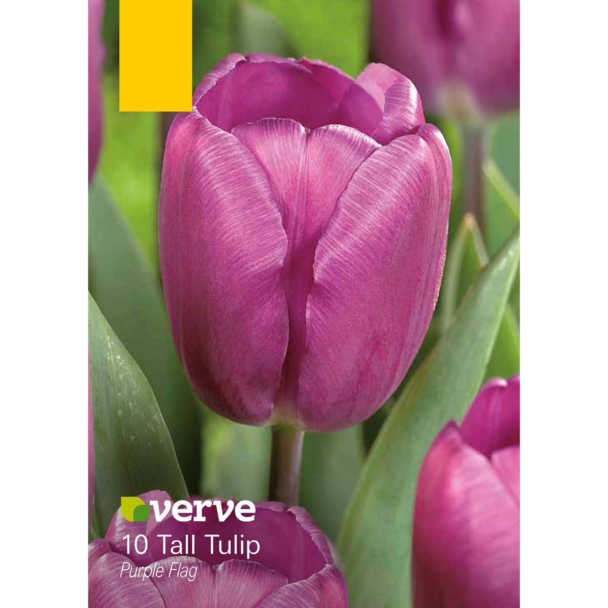 Purple Flag Tall Tulip Flower Bulb Diy At B Q