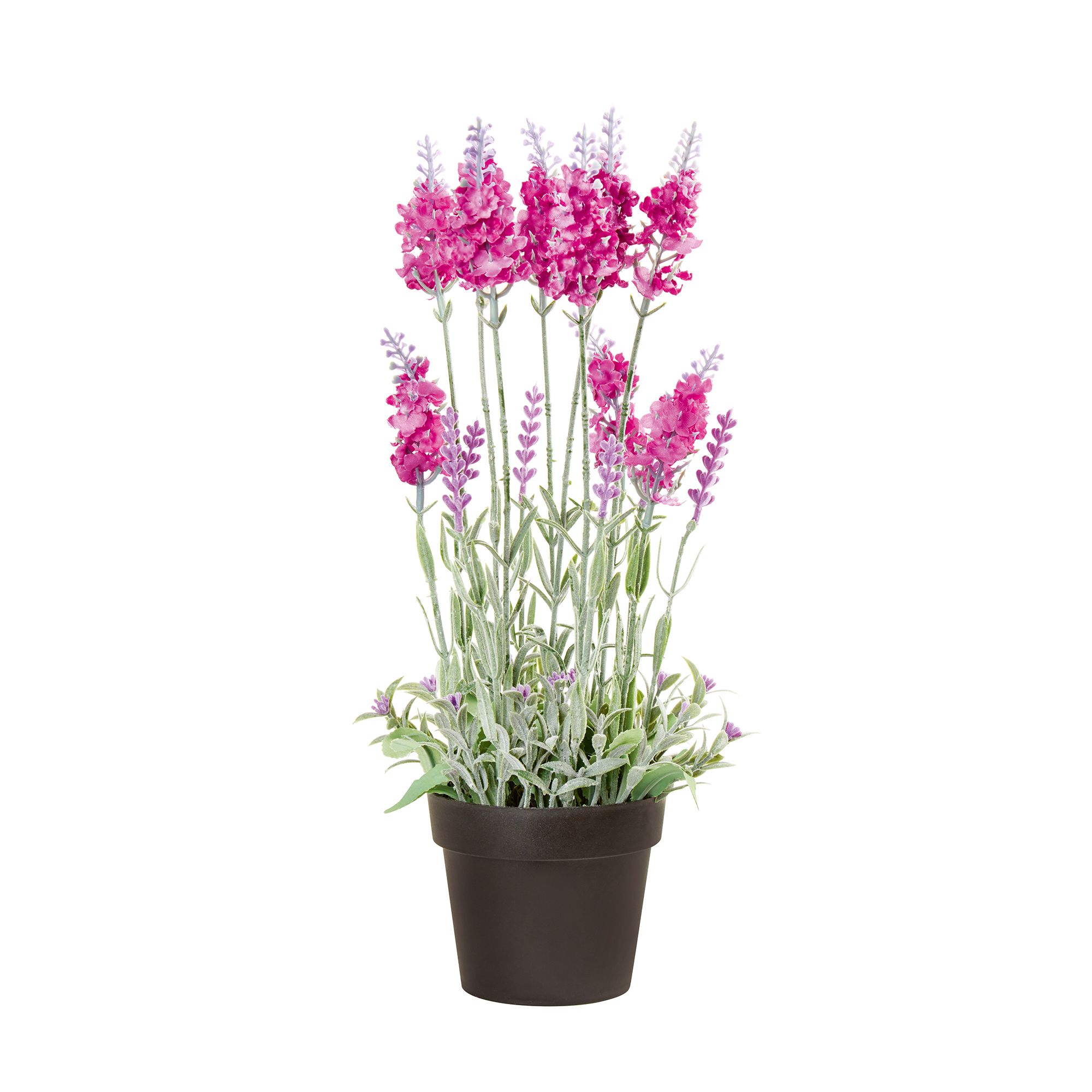 Lavender Tree B&Q Lavender Plant