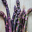 Purple Passion Asparagus Vegetable bulb