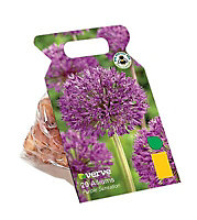 Purple sensation mega Flower bulb