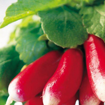 Radish Seed tape