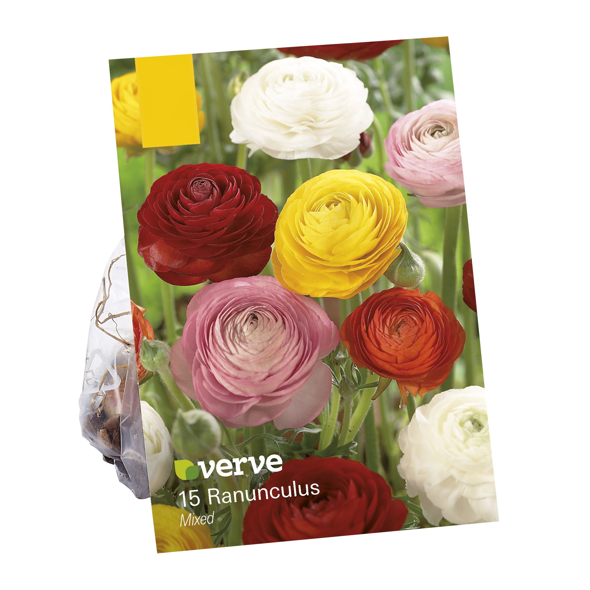 Ranunculus mixed 15 Flower bulbs