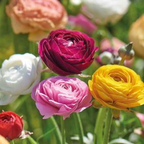 Ranunculus Mixed 35 Flower bulbs