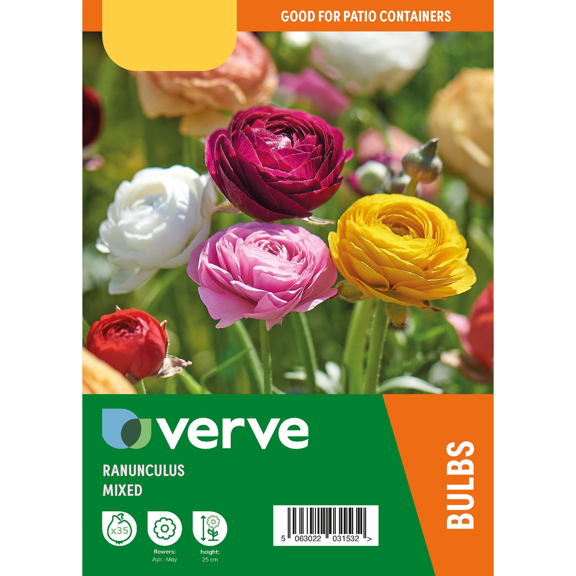 Ranunculus Mixed 35 Flower bulbs - 4