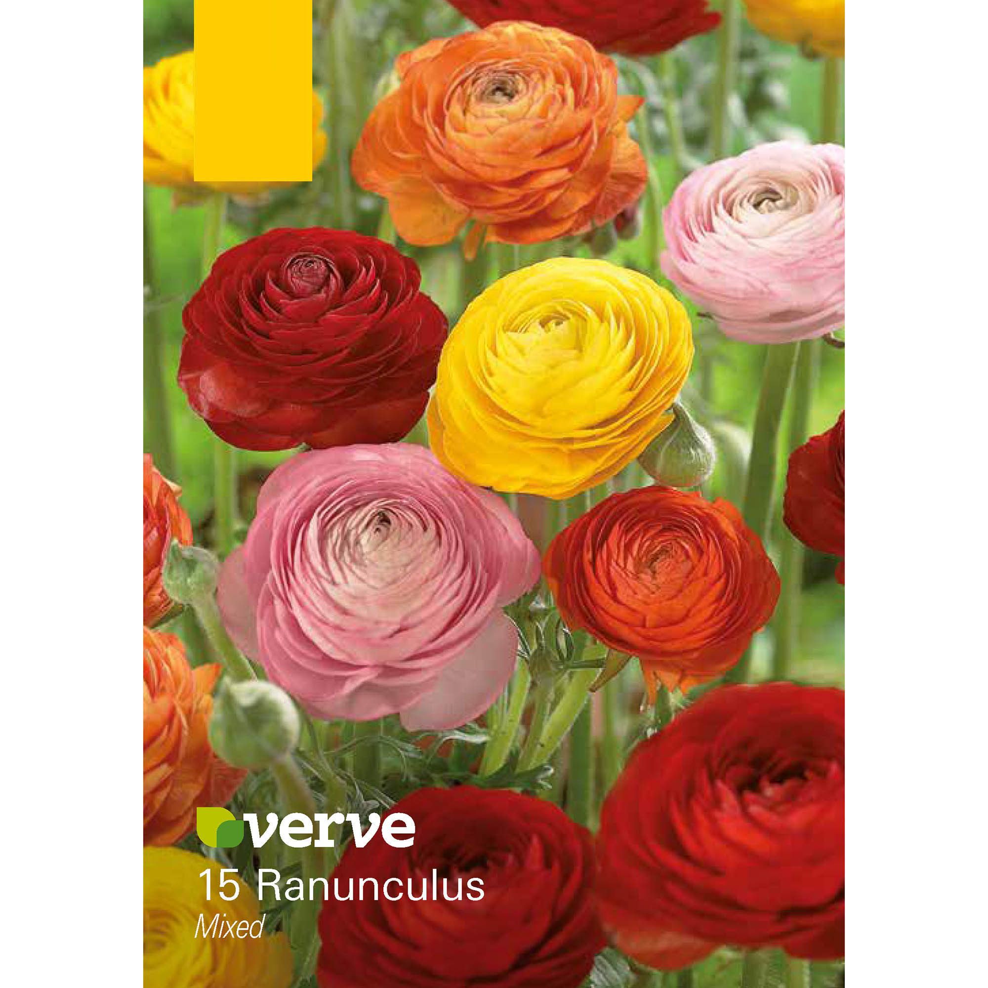 Ranunculus mixed Flower bulb DIY at B&Q