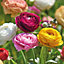 Ranunculus mixed Multicolour Flower bulb Pack of 35