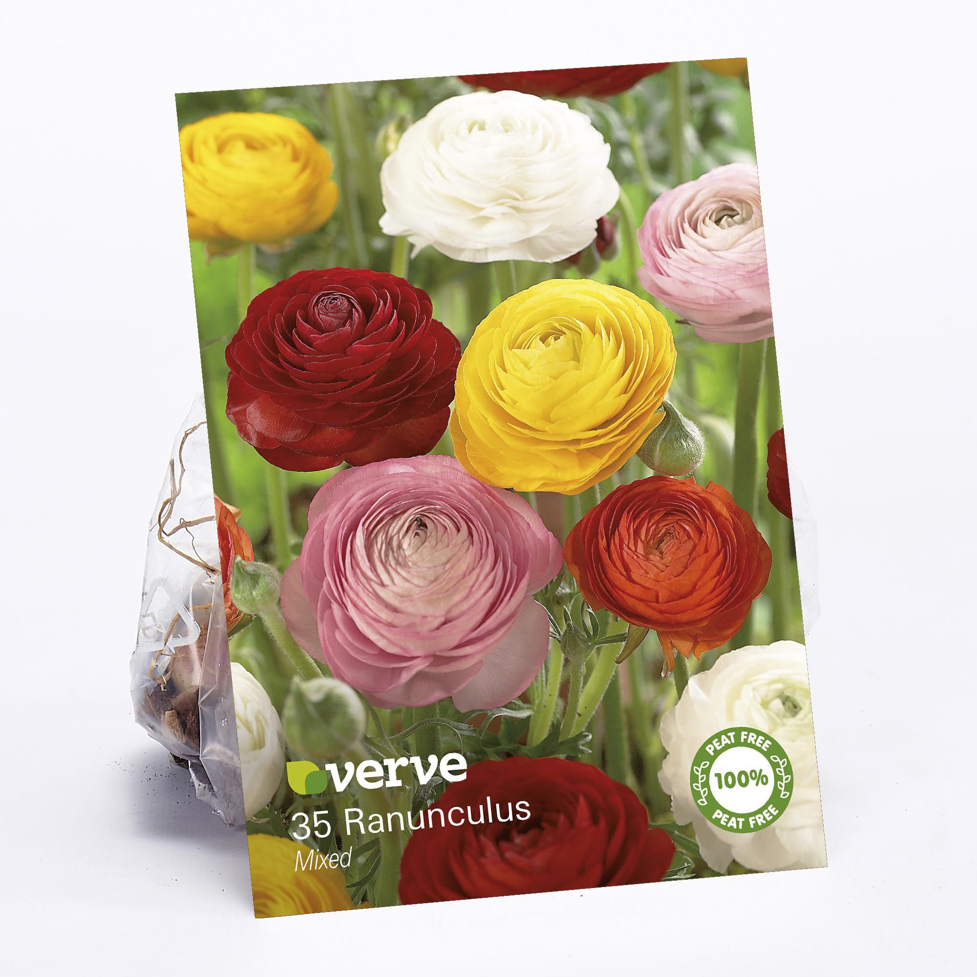 Ranunculus mixed Multicolour Flower bulb Pack of 35 | DIY at B&Q