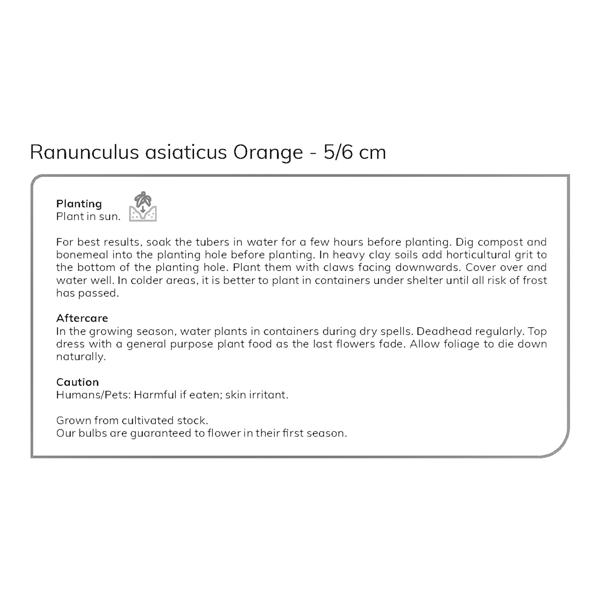 Ranunculus Orange 15 Flower bulbs