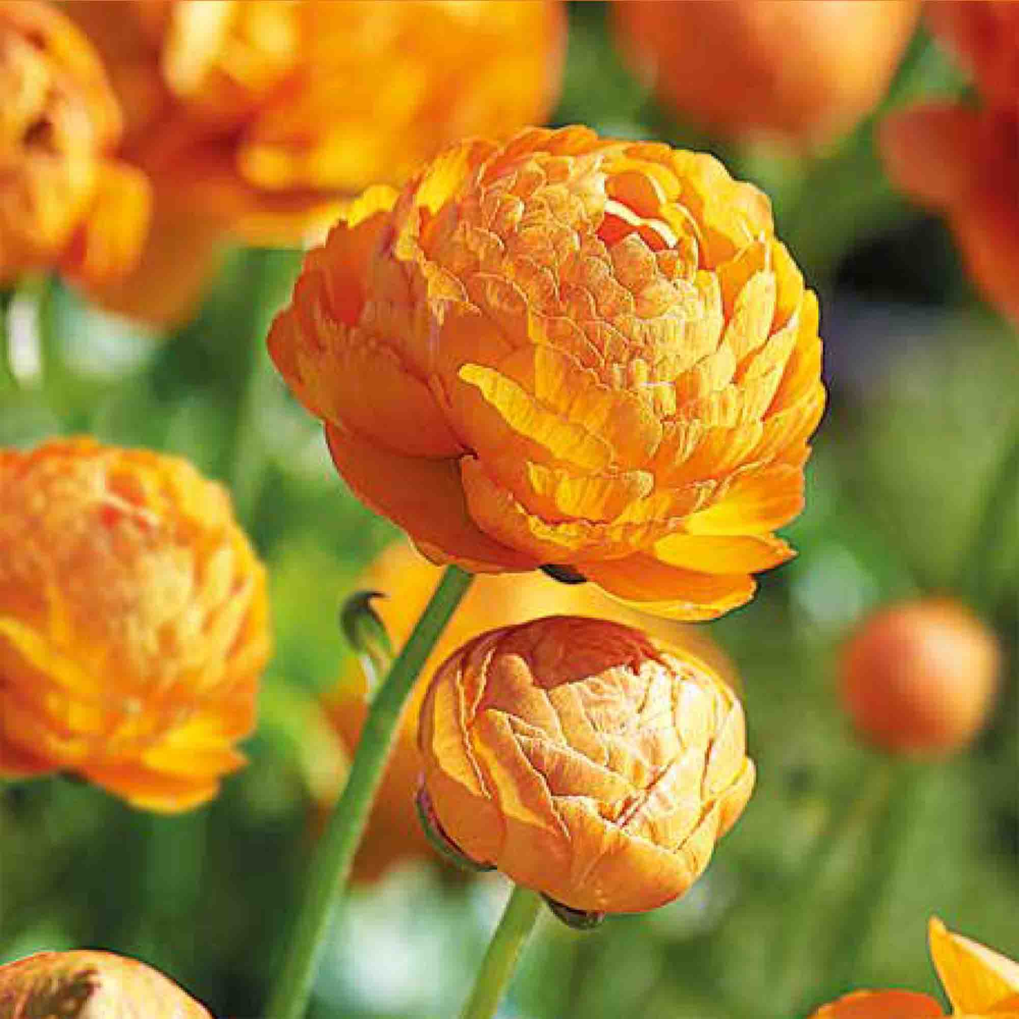 Ranunculus Orange 15 Flower bulbs
