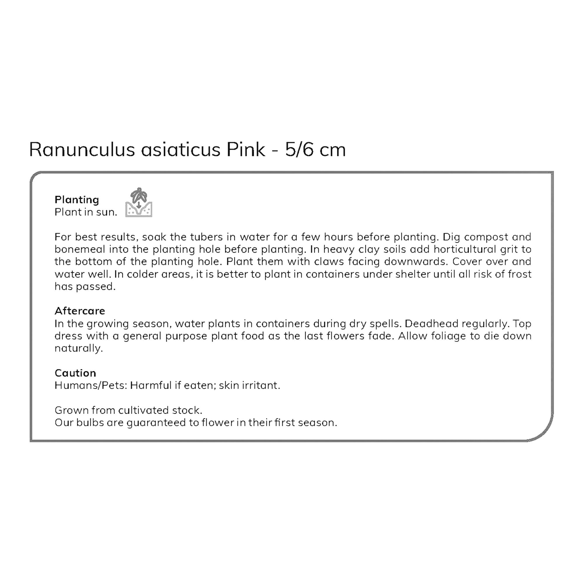 Ranunculus Pink 15 Flower bulbs - 5