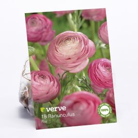 Ranunculus Pink Flower bulb, Pack of 15