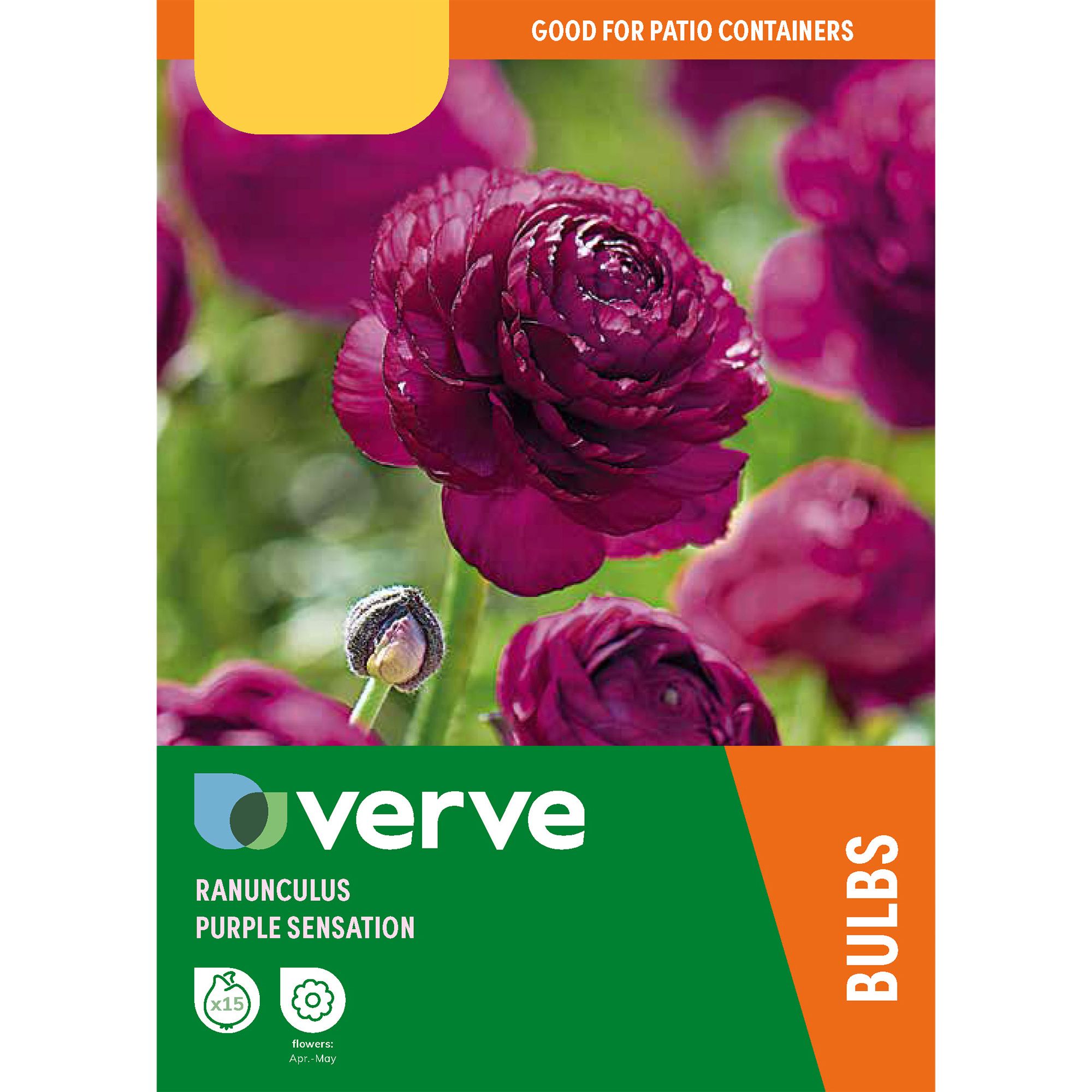 Ranunculus Purple Sensation 15 Flower bulbs