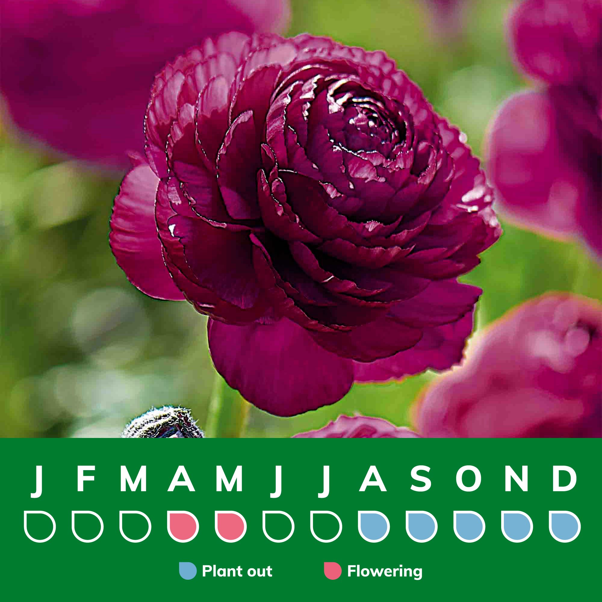 Ranunculus Purple Sensation 15 Flower bulbs