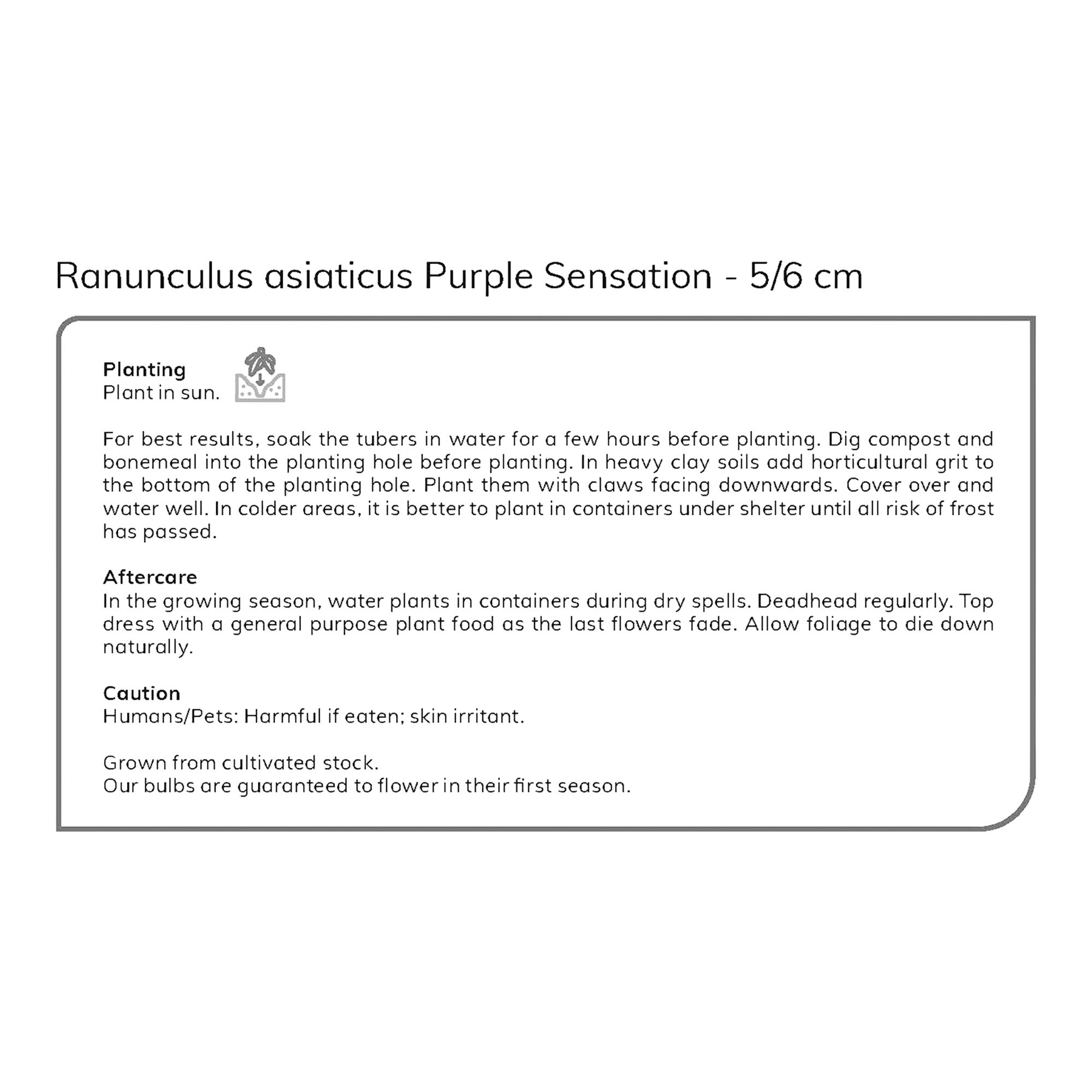 Ranunculus Purple Sensation 15 Flower bulbs - 5