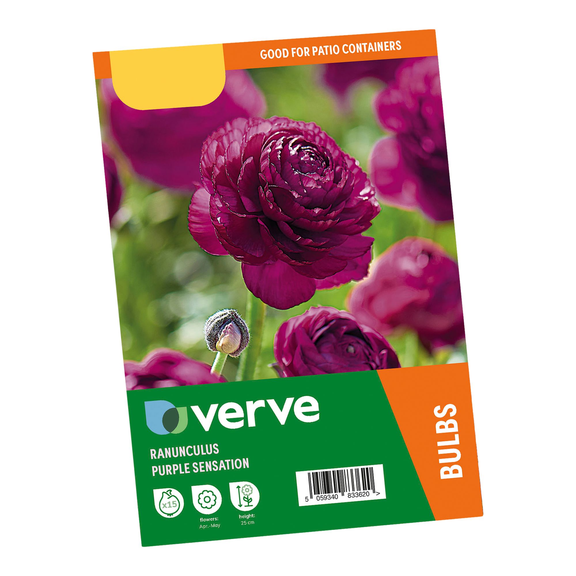 Ranunculus Purple Sensation 15 Flower bulbs - 3