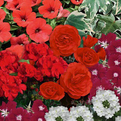 RED BASKET COLLECTION