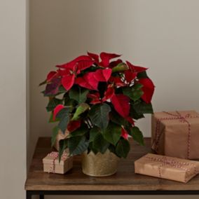 Red Poinsettia in Champagne Zinc Decorative pot 13cm