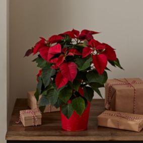 Red Poinsettia in Red Zinc Decorative pot 13cm