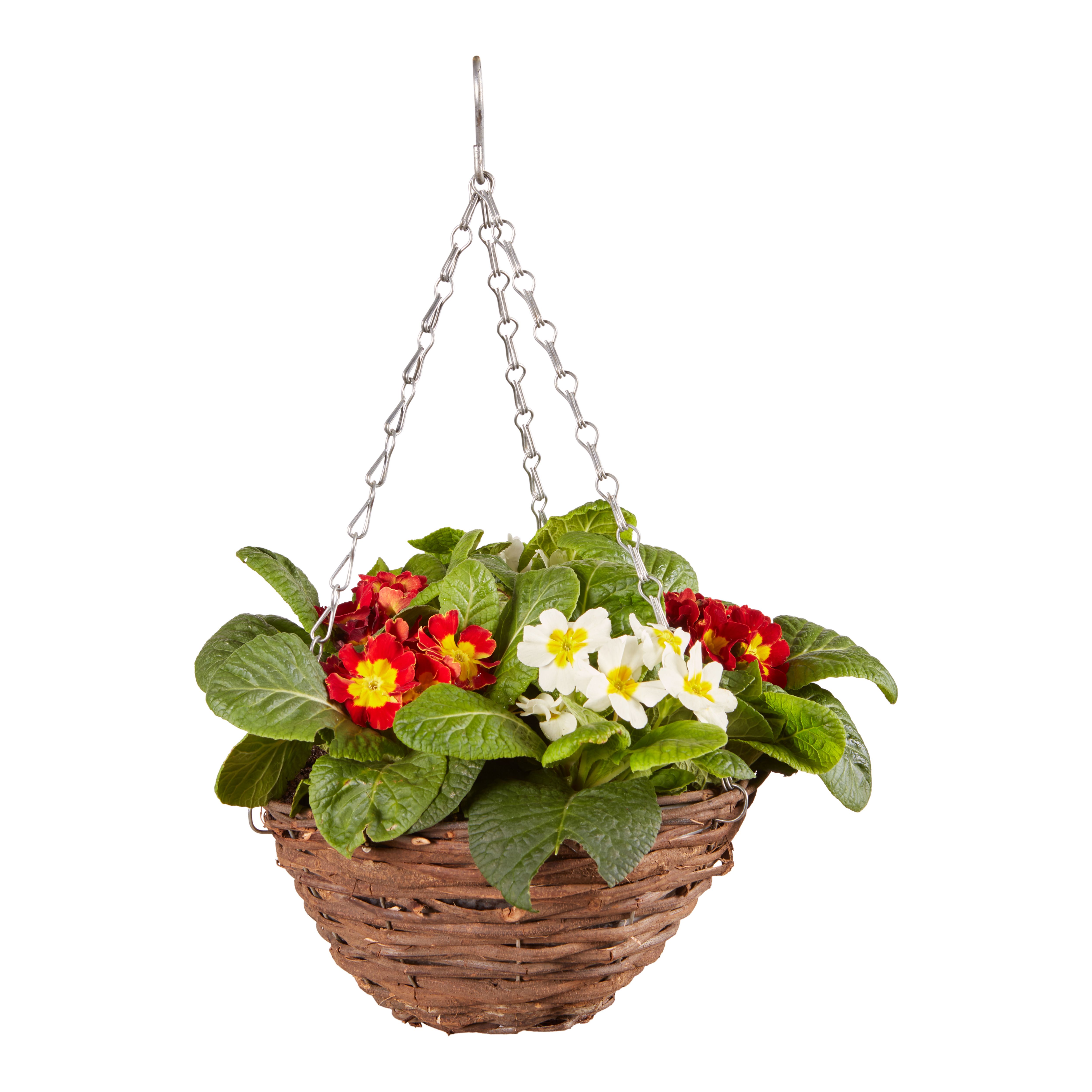 Red & White Primrose Wicker Hanging Basket 25cm Diameter 