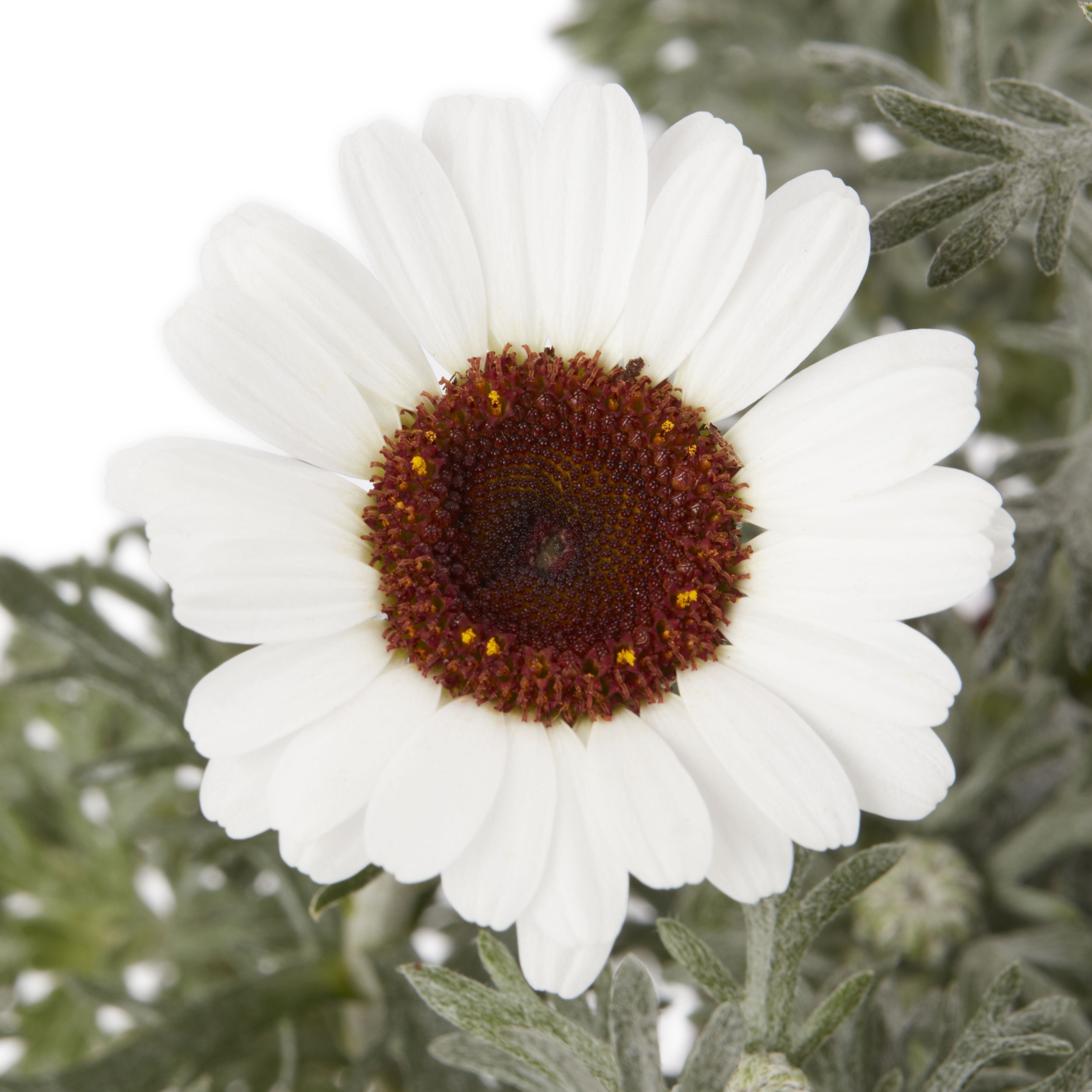 Rhodanthemum