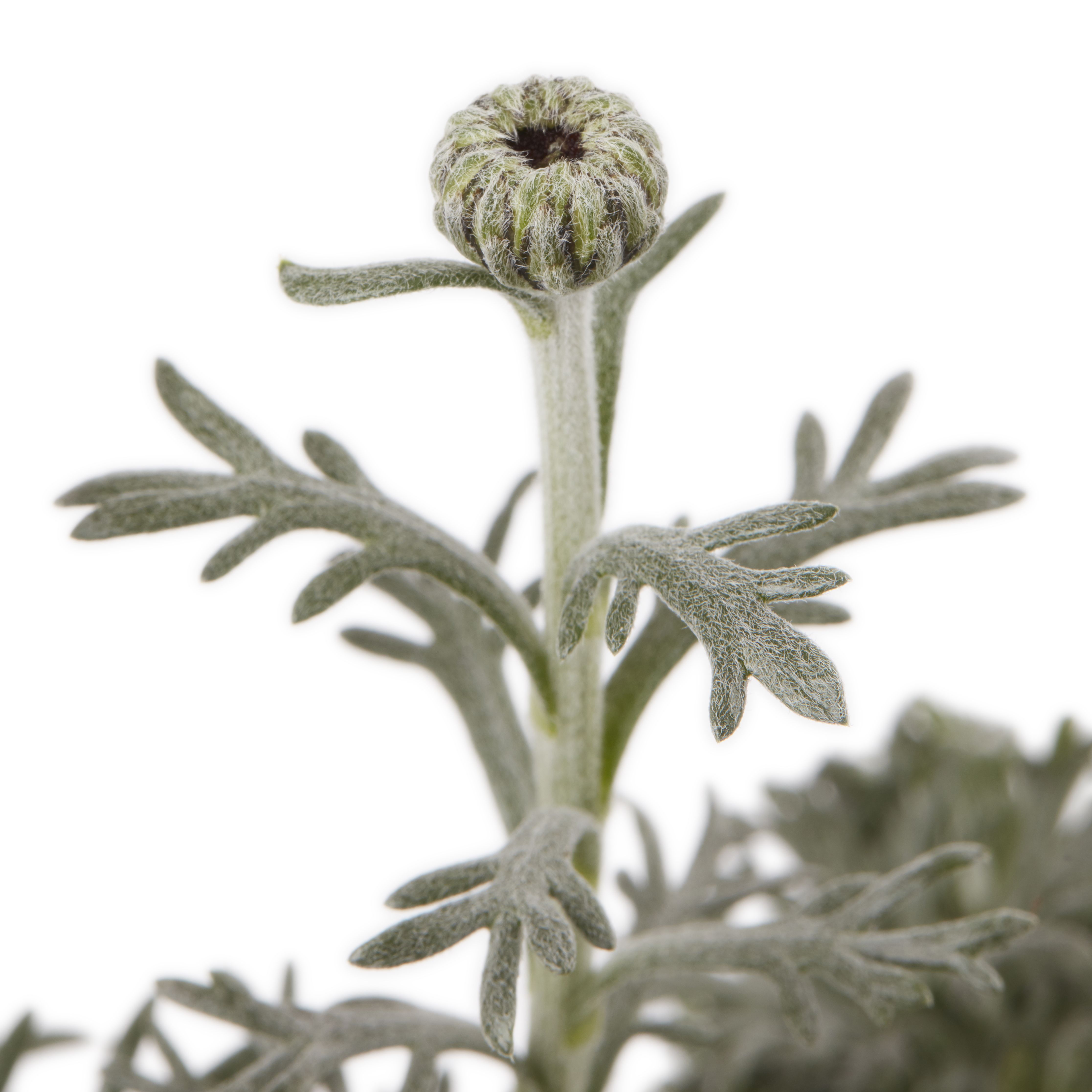 Rhodanthemum