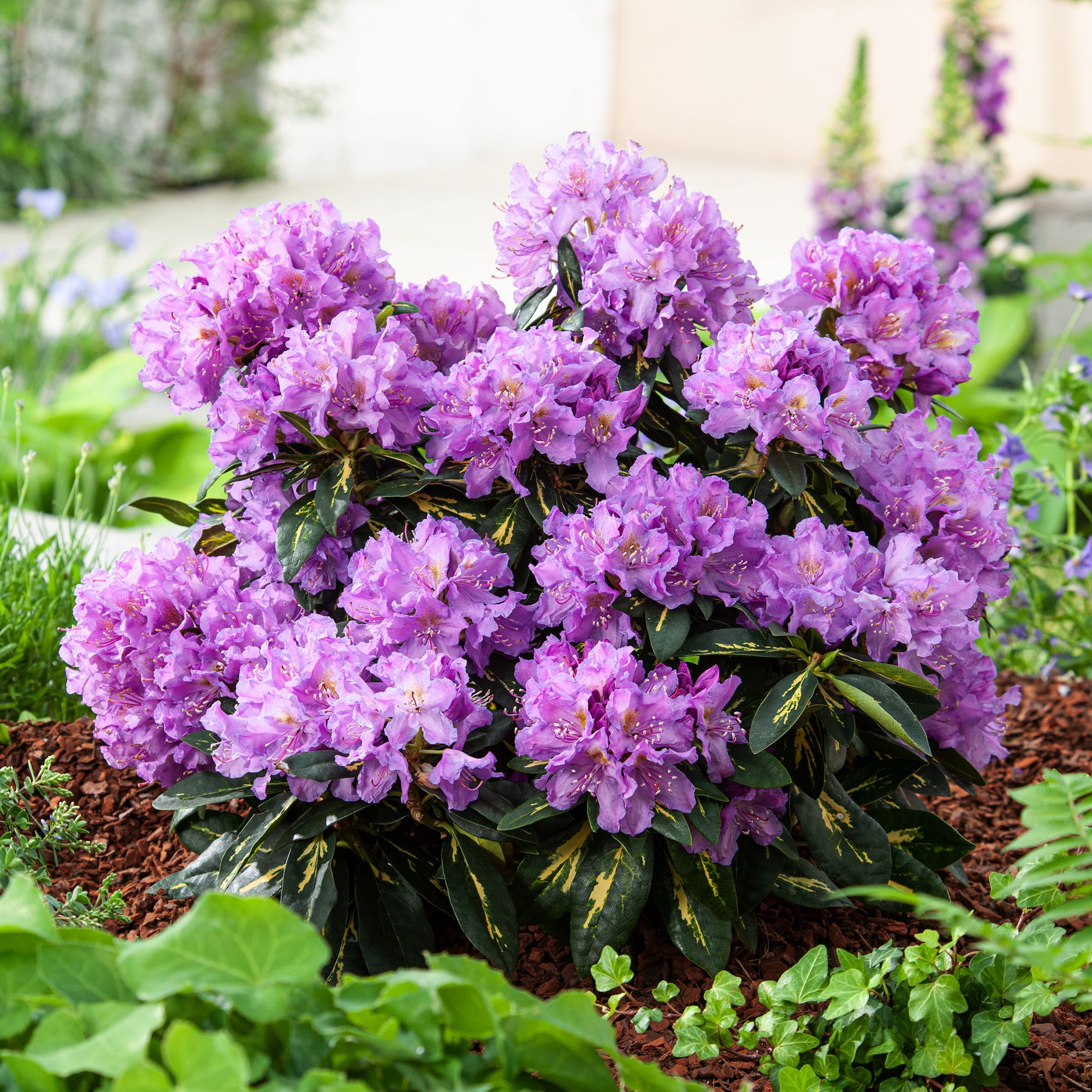 RHODODENDRON GOLDFLIMMER | DIY at B&Q