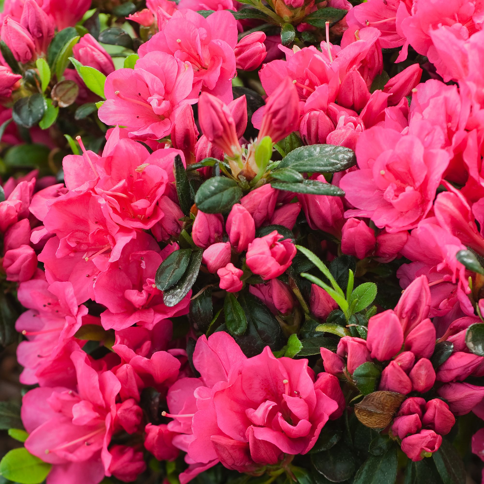 RHODODENDRON HARDY HYBRID PINK EARLY