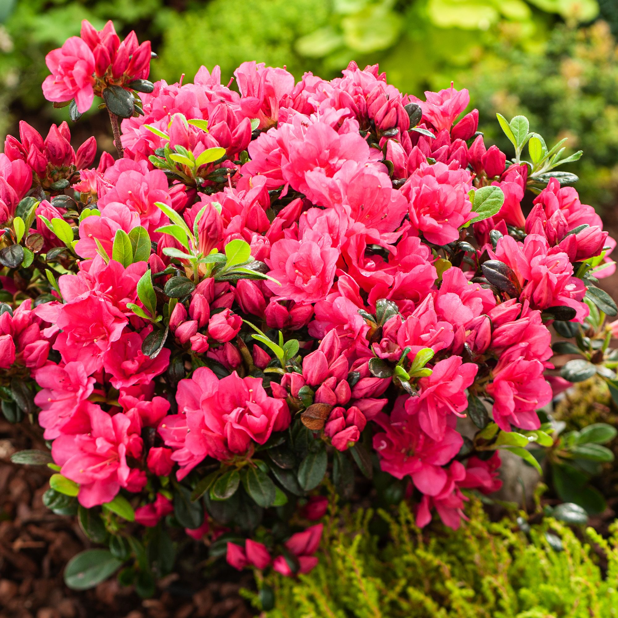 RHODODENDRON HARDY HYBRID PINK EARLY