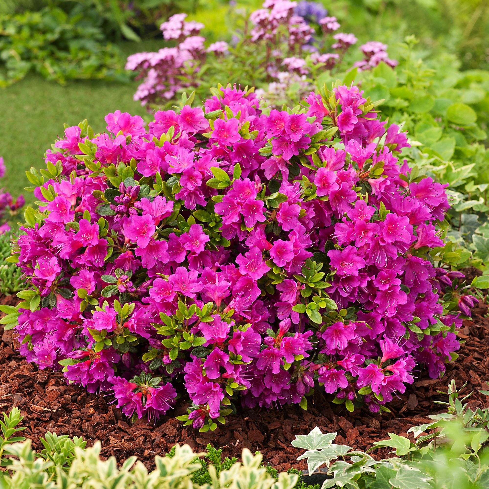 RHODODENDRON HARDY HYBRID PURPLE EARLY