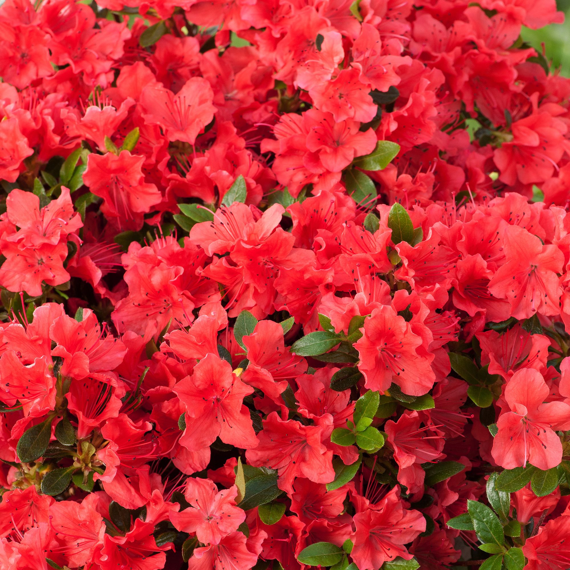 RHODODENDRON HARDY HYBRID RED EARLY