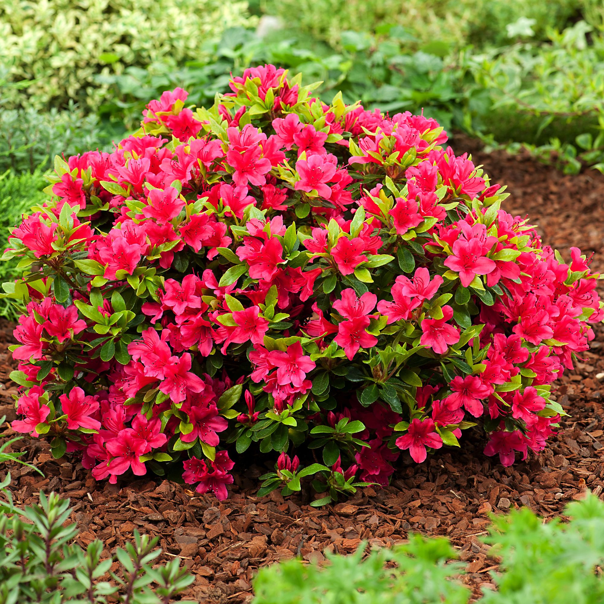 RHODODENDRON HARDY HYBRID RED EARLY