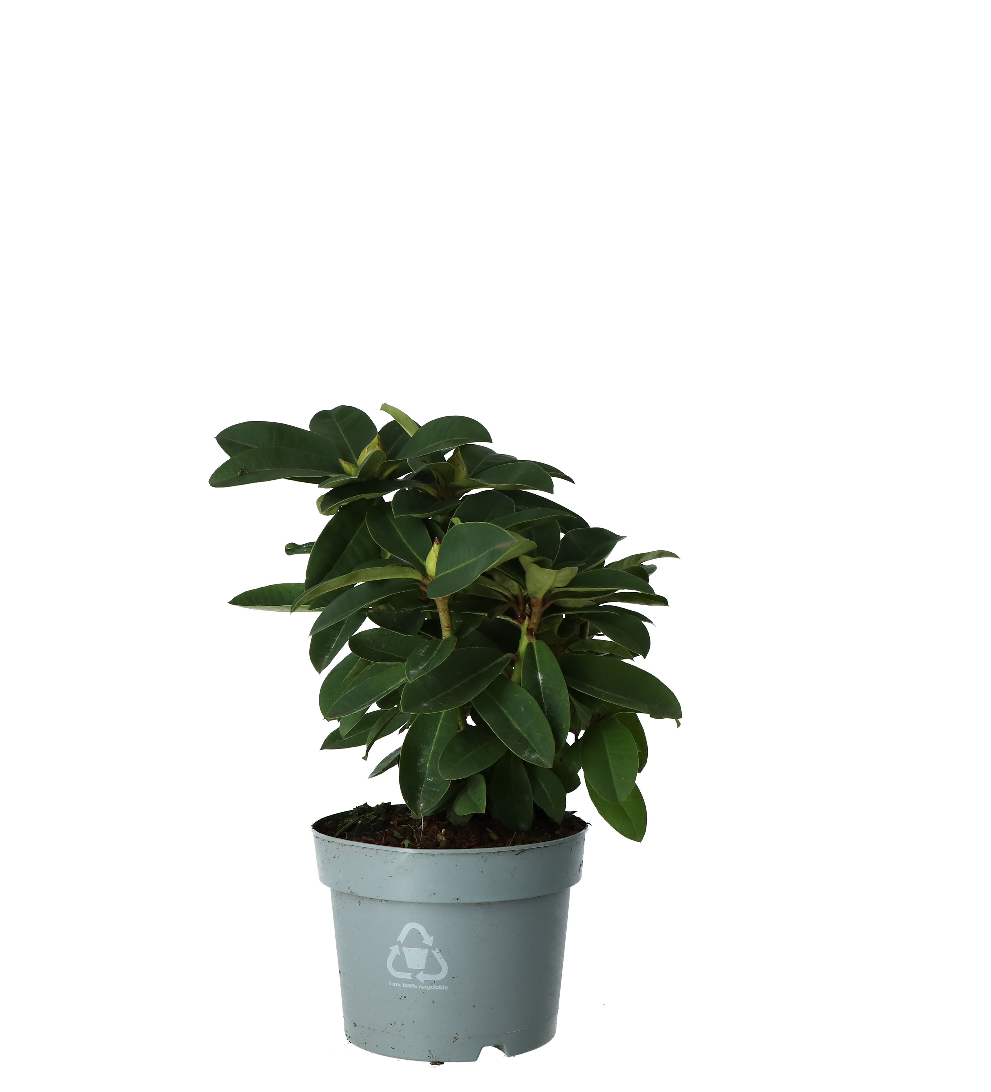 RHODODENDRON HARDY HYBRID RED EARLY