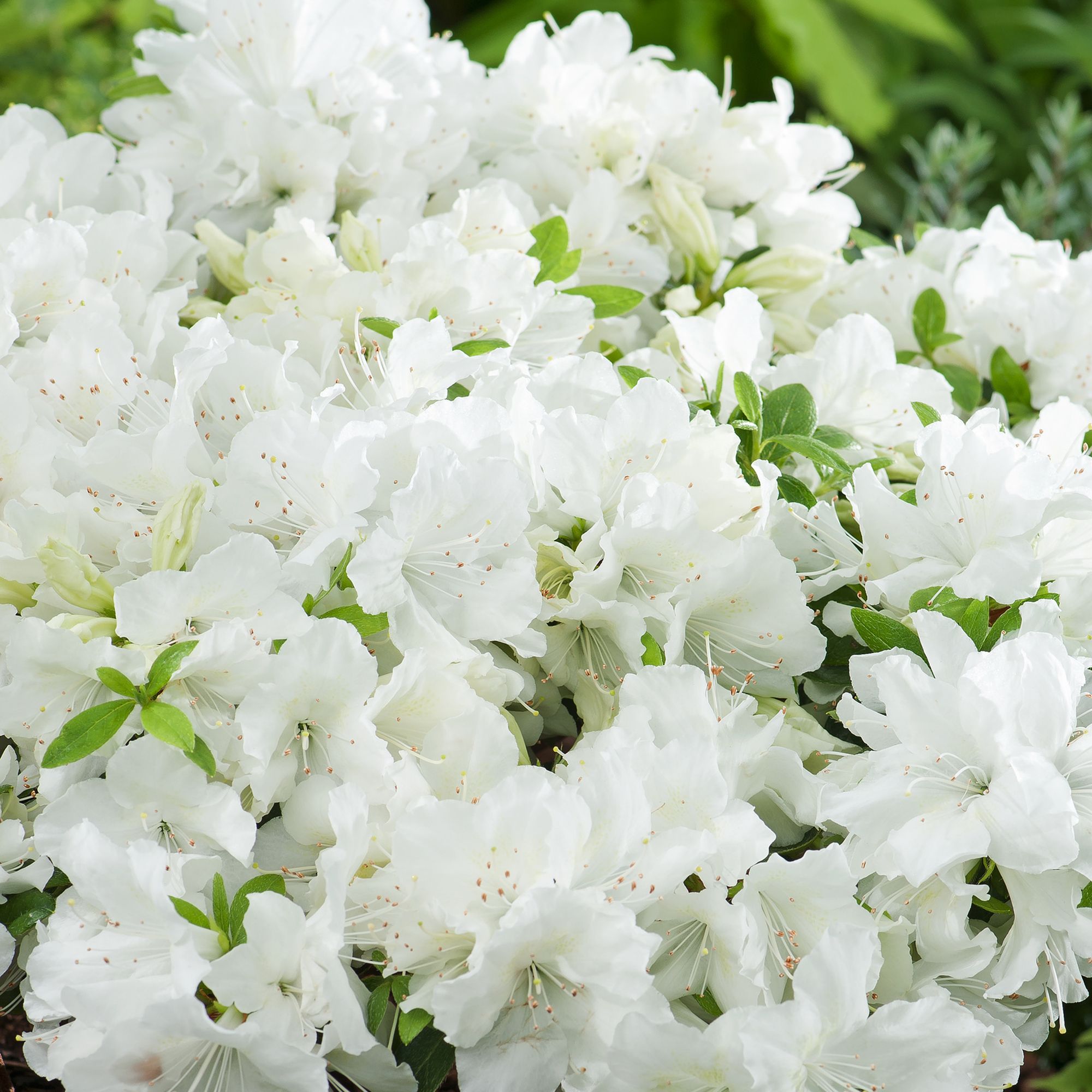 RHODODENDRON HARDY HYBRID WHITE EARLY