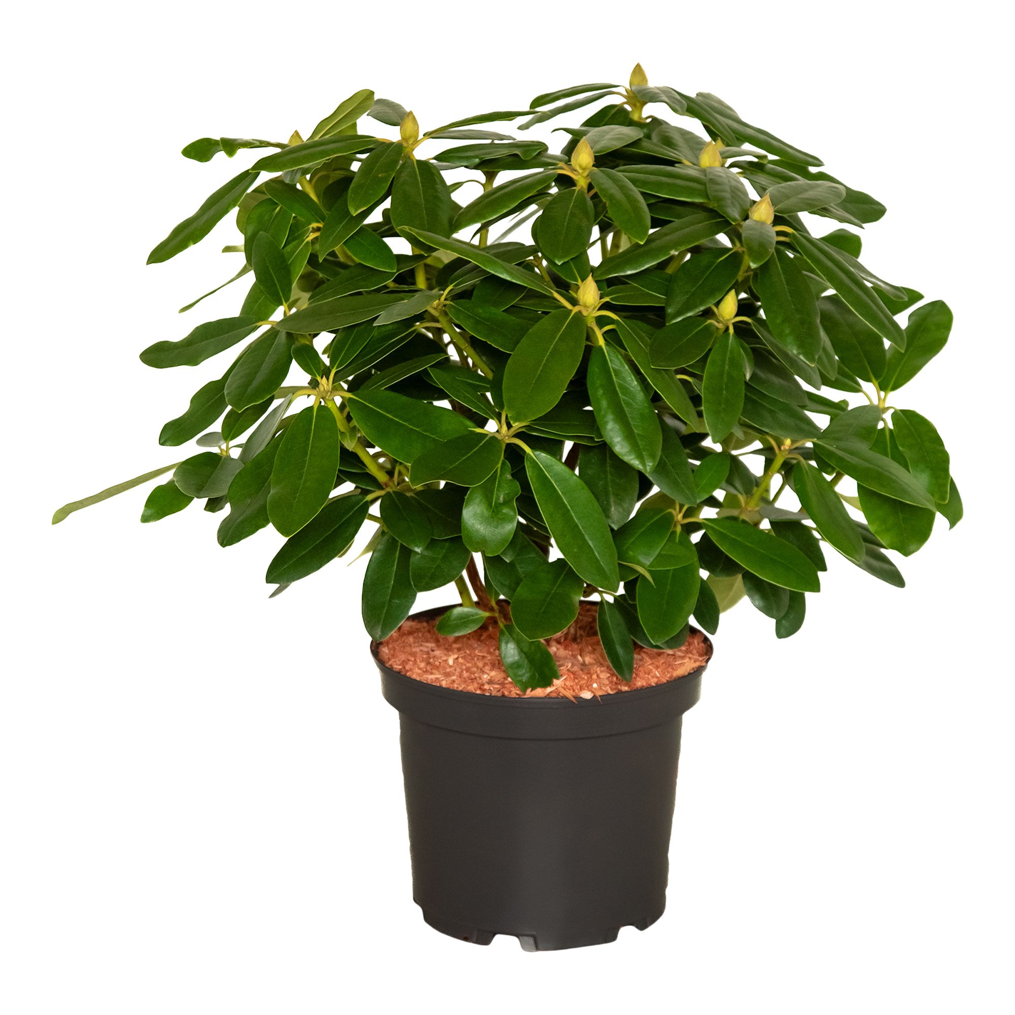RHODODENDRON HARDY HYDRID PINK 5L