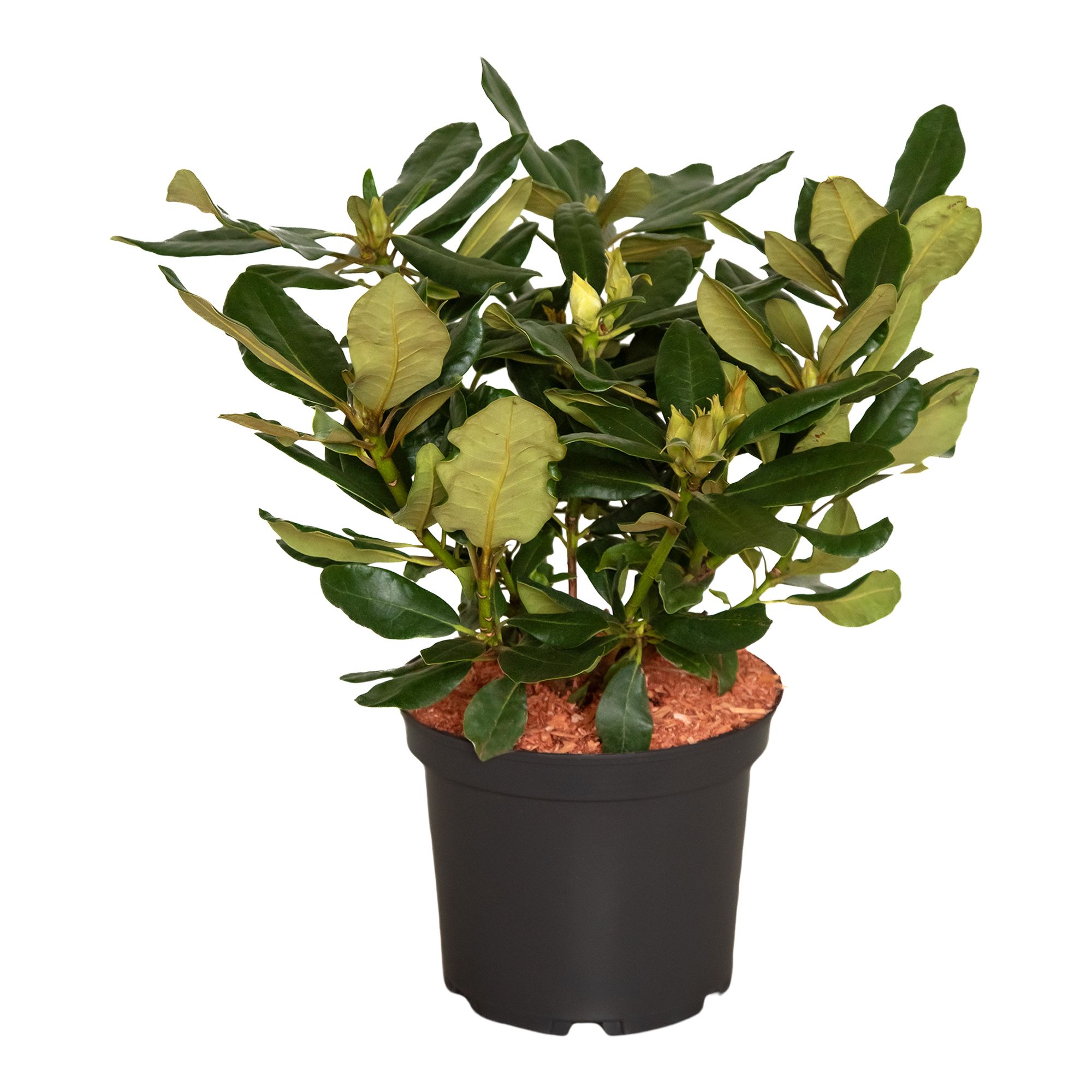 RHODODENDRON HARDY HYDRID RED 5L