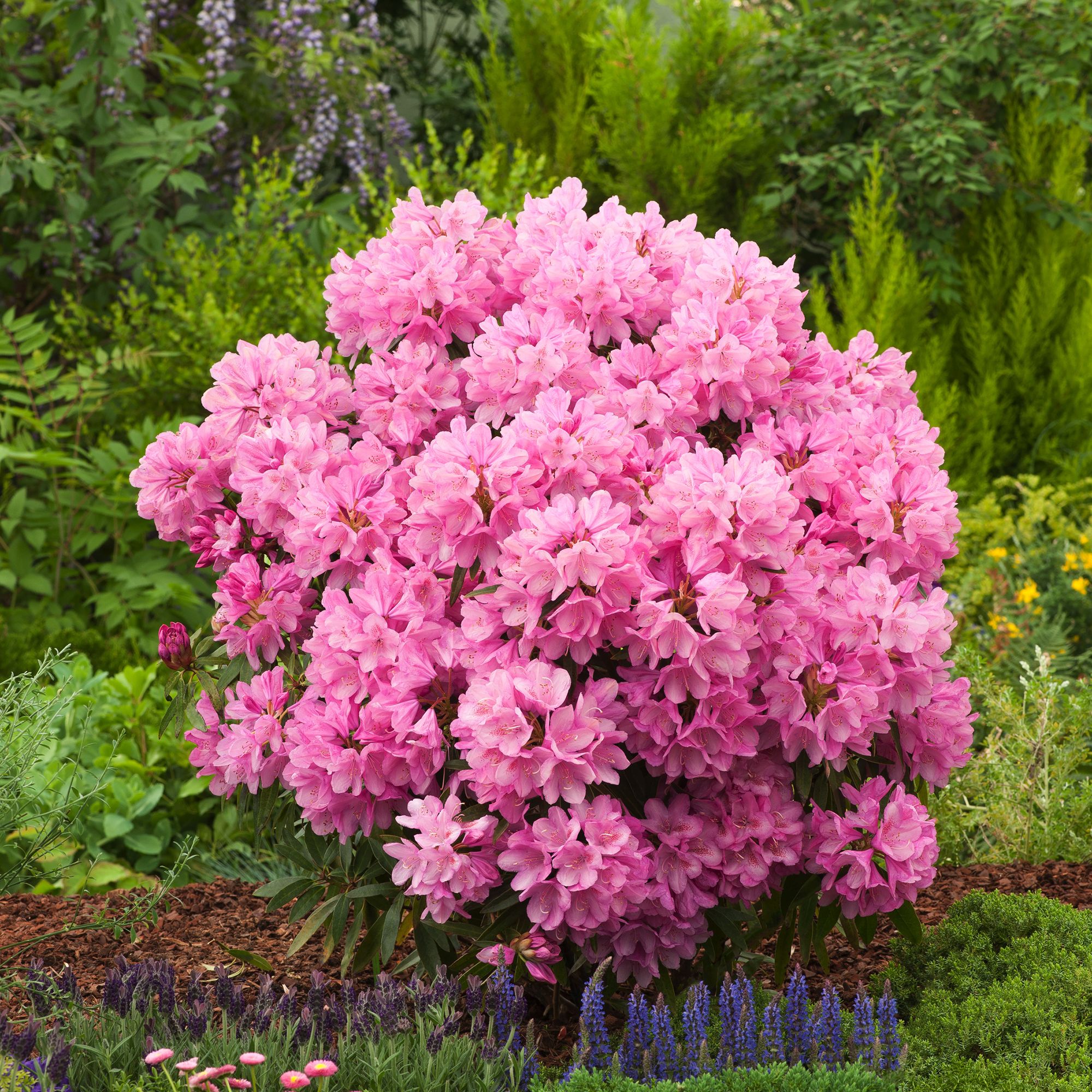 RHODODENDRON PONTICUM GRAZIELLA