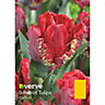 Rococo Flower bulb, Pack