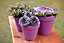 Ronseal Garden Purple berry Matt Multi-surface Garden Metal & wood paint, 2.5L