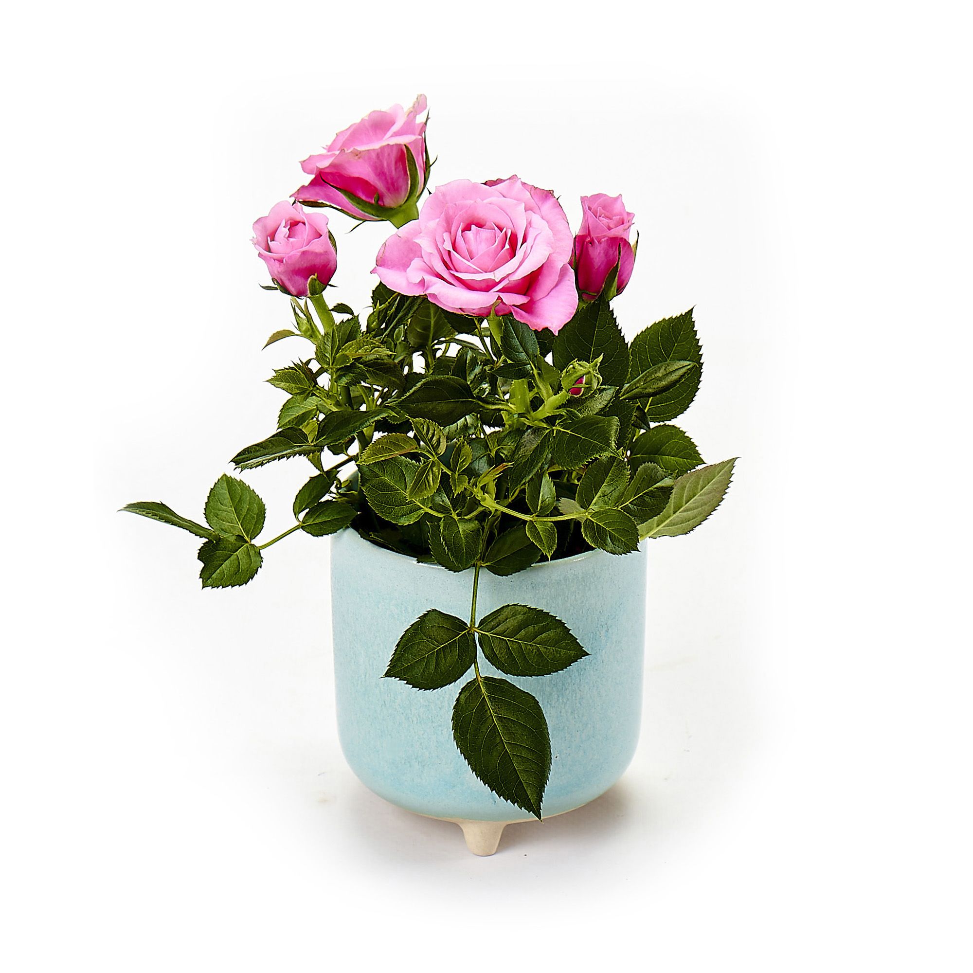 Rose Ceramic Pot DIY at B&Q