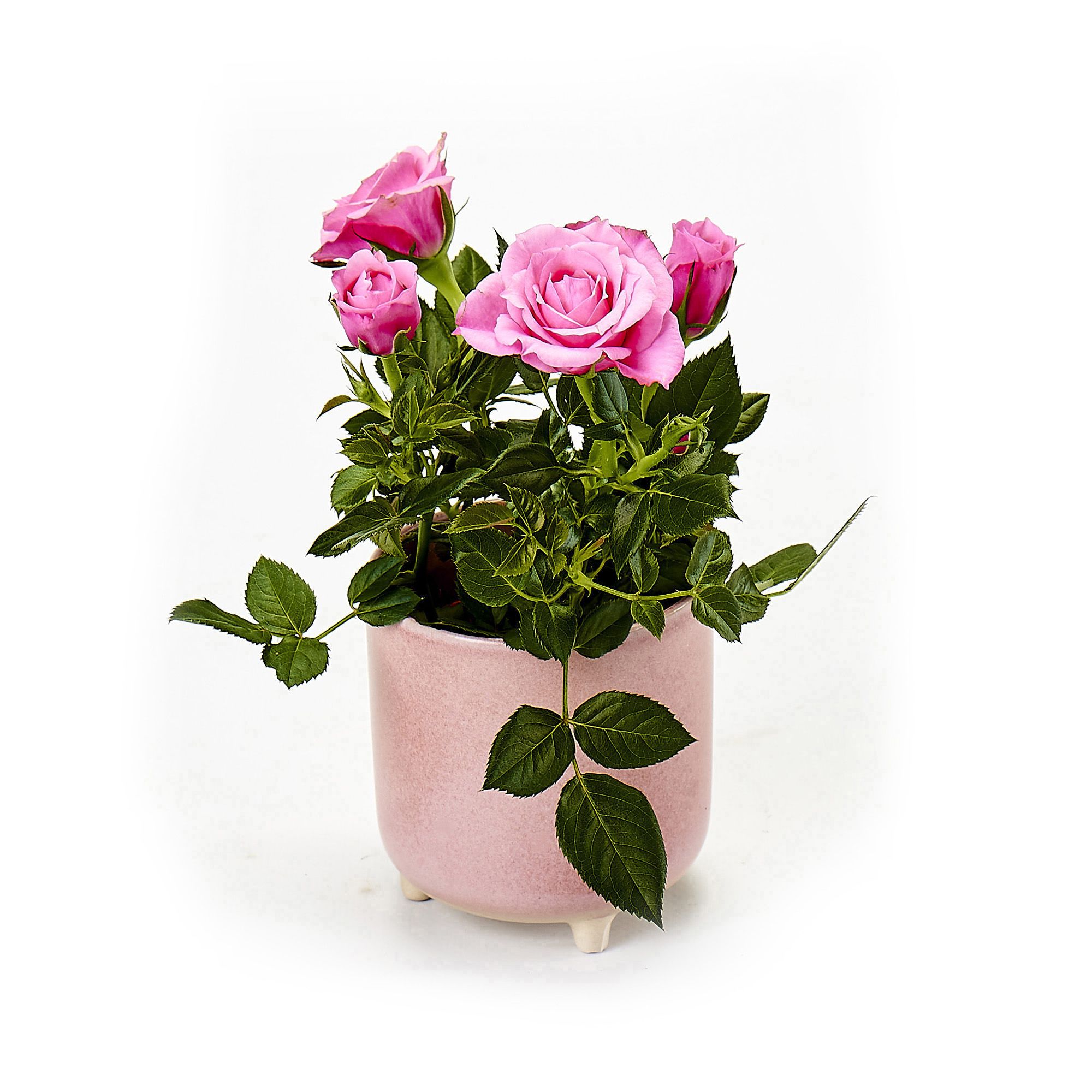 Rose Ceramic Pot
