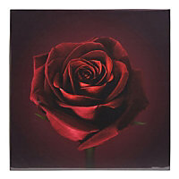 Rose Red Canvas art (H)550mm (W)550mm