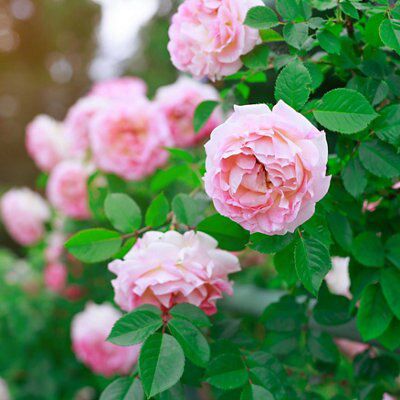 Buy Rose | DIY at B&Q