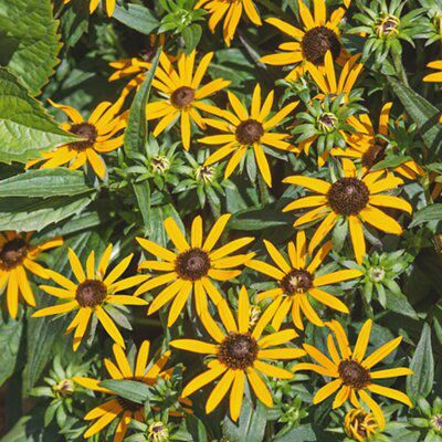 RUDBECKIA LITTLE GOLD STAR