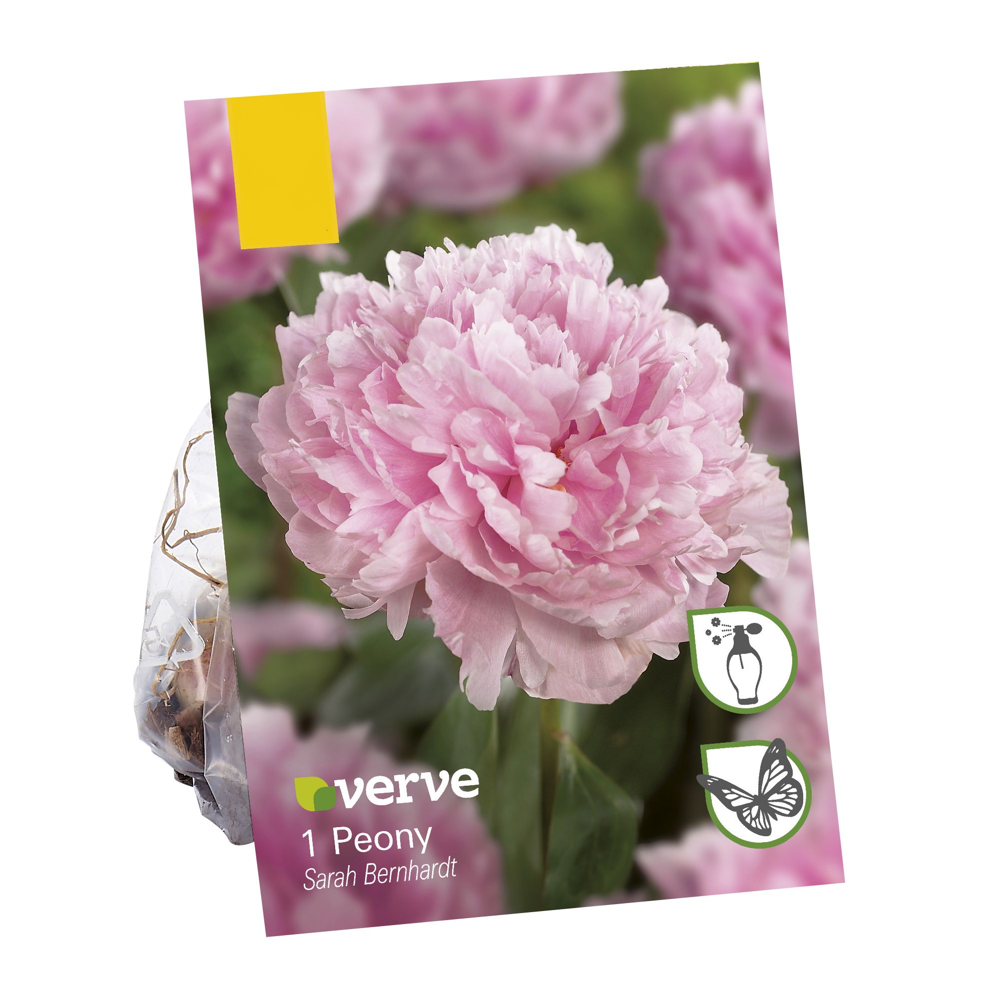Sarah Bernhardt Peony Flower Bulb Pack Of 1 Diy At B Q