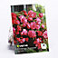 Scented Begonia 'Pink Delight' Flower bulb, Pack of 3
