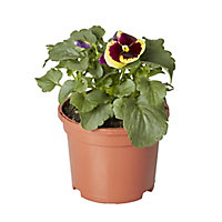 Seed Pansy & primrose Autumn Bedding plant 10.5cm, Pack of 6