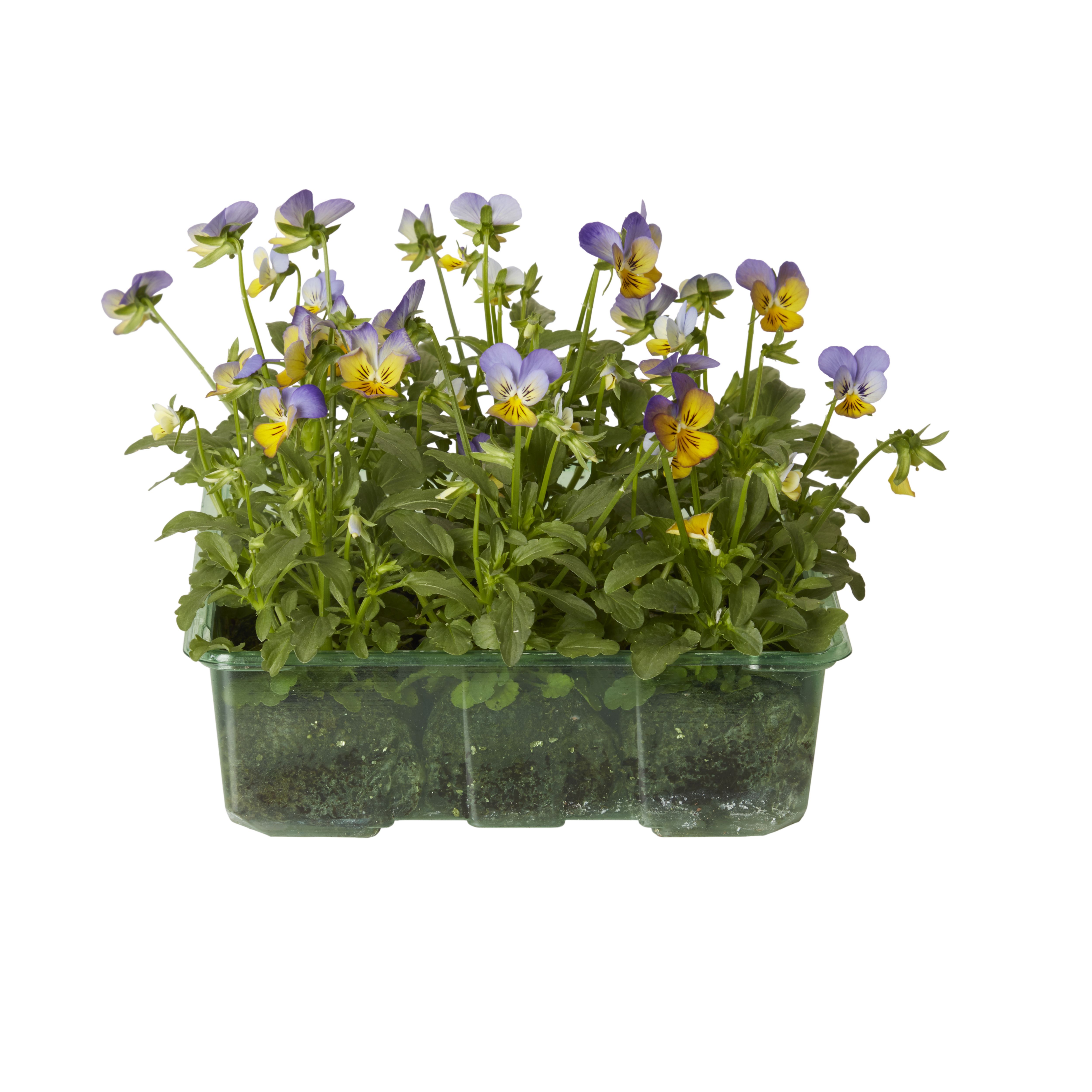Seed Viola Mono mix Autumn Bedding plant, Pack of 9 DIY at B&Q