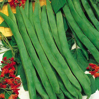 Seeds